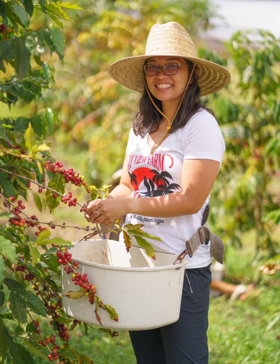 Free Kona Coffee Farm Tours