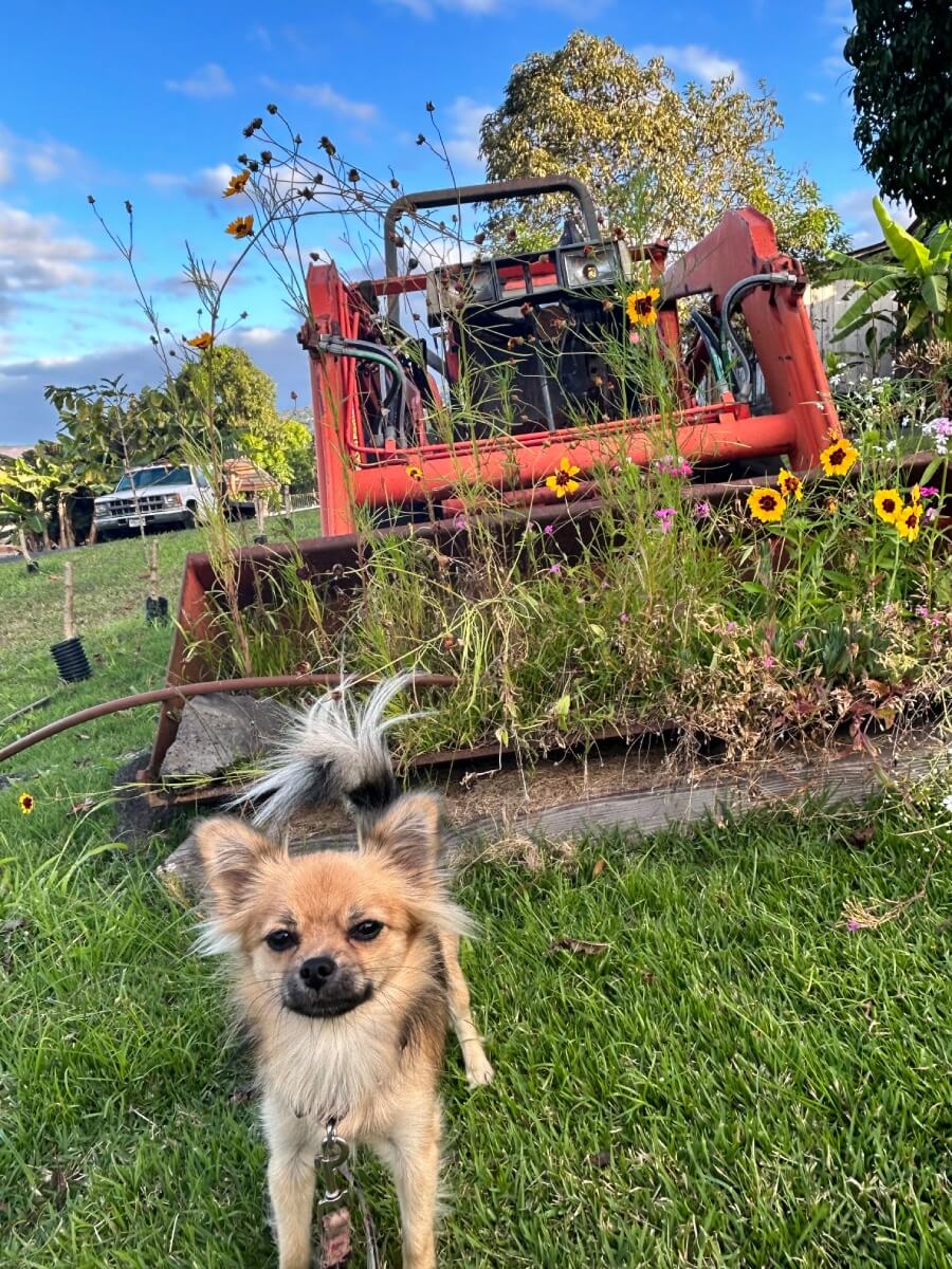 Bay View Farm Dog