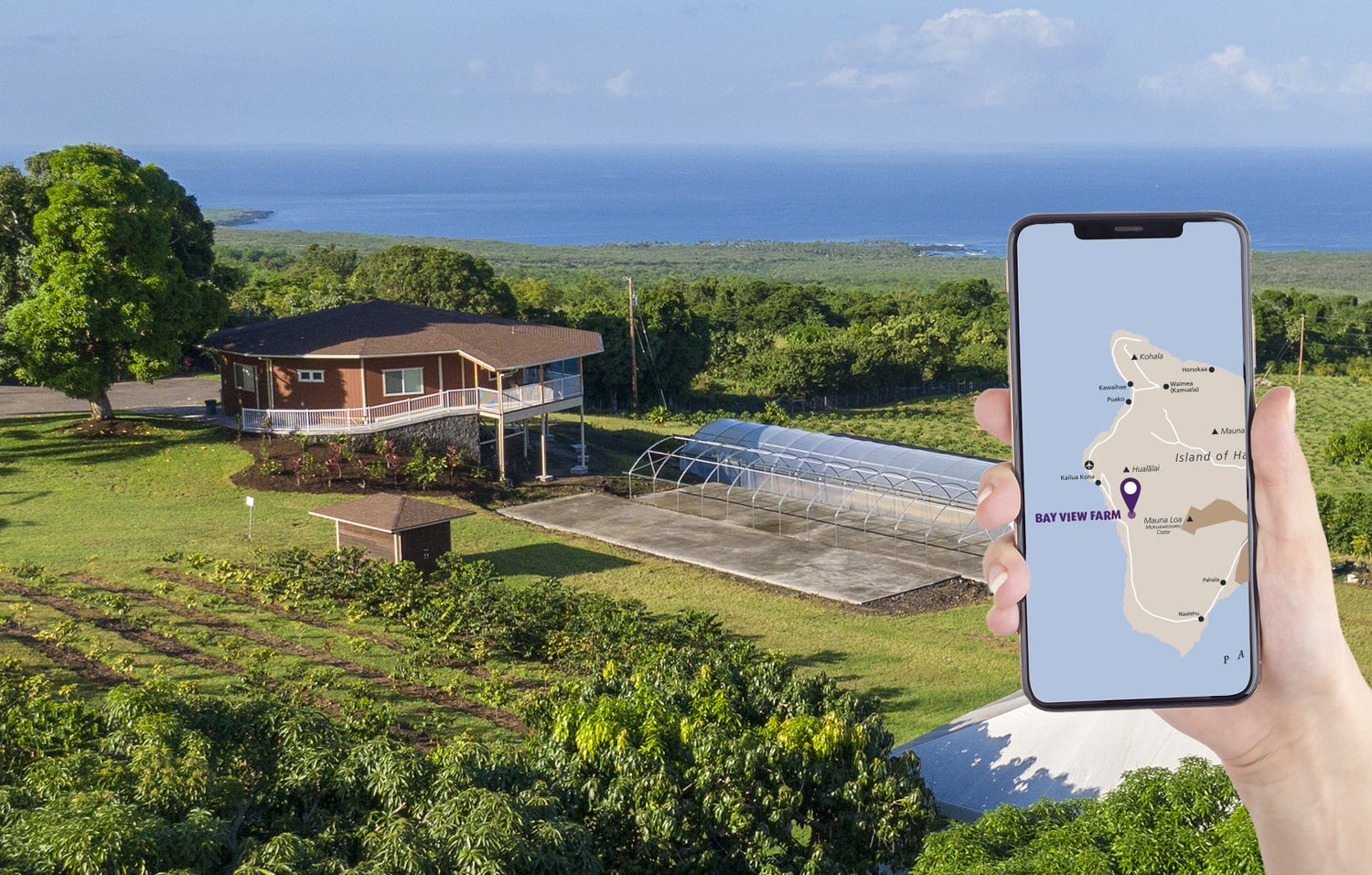 bay view coffee farm with someone holding phone with bay view farm on the map