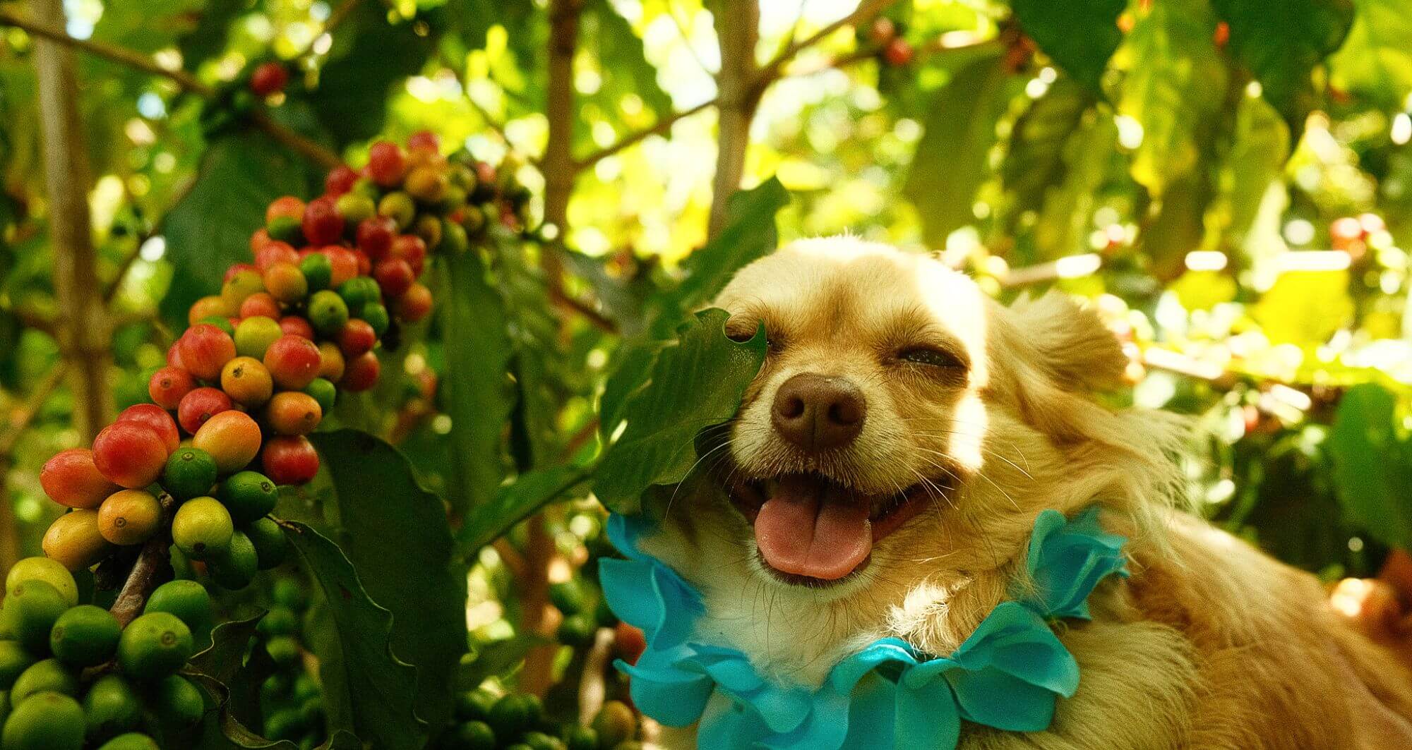 Bay View Farm Dog With Kona Coffee Plants