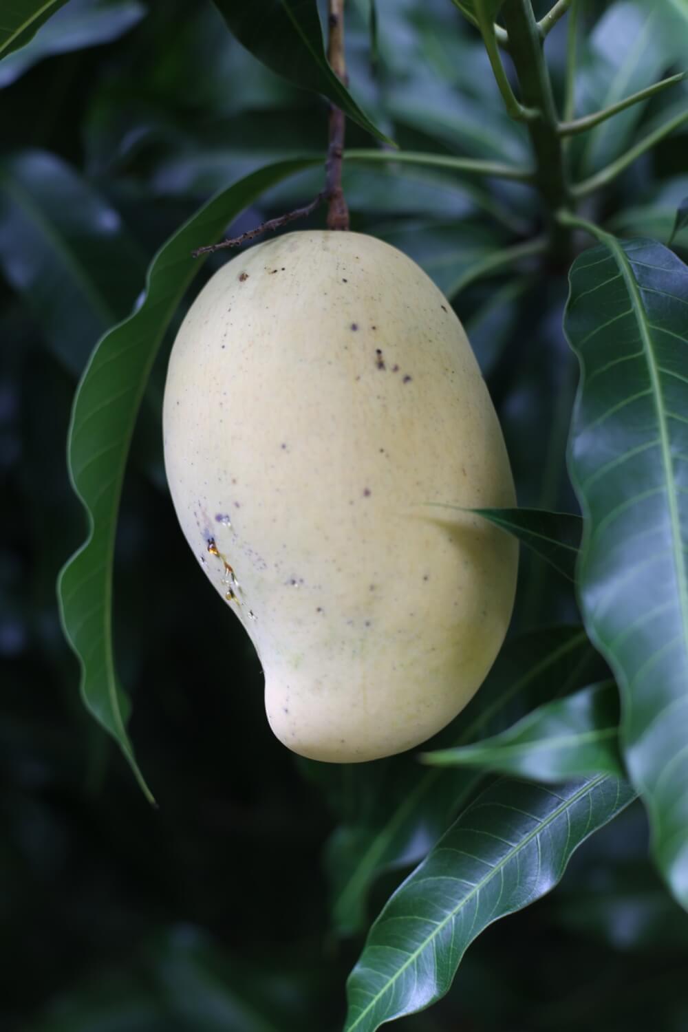 Nam Dok Mai Mango